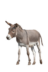 donkey isolated on white background