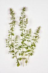 Calament faux népéta sur fond blanc