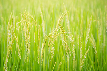 Obraz premium Rice field