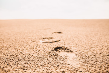 Close up off footprints in the sand in the danish desert