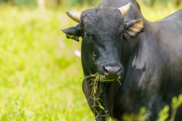 Zebu cow (Bos indicus),  humped cattle used for farming in Costa Rica