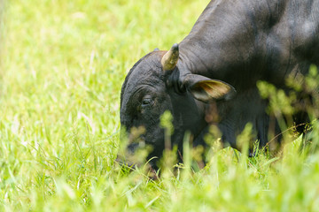 Zebu cow (Bos indicus),  humped cattle used for farming in Costa Rica