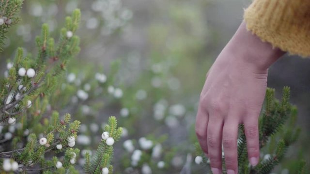 M&atilde;o de mulher tocando na vegeta&ccedil;&atilde;o de camarinhas existente junto &agrave;s praias portuguesas. Fundo desfocado, bokeh.