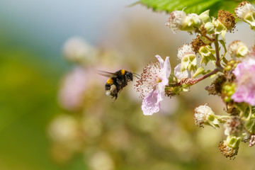 Buff-tailed bumblebee (Bombus terrestris), taken in the UK