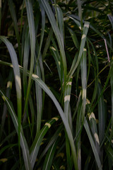 Close-up zebra grass photo with shadows