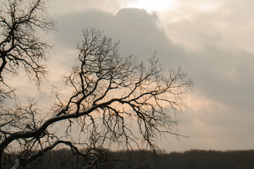Obraz na płótnie Canvas branch of tree sunset or sunrise
