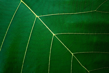 Abstract green leaf texture as background or wallpaper.