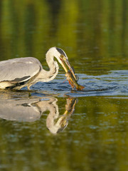 Grey Heron (Ardea cinerea) catching a perch fish in a pond in early morning light, taken in the UK