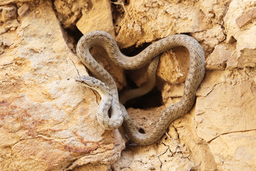 Little snake on the stone wall in old village