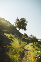 Obraz premium Arbol solitario dia soleado