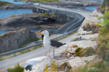 seagull resting on a rock