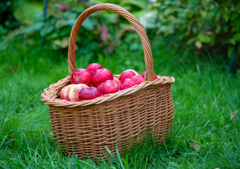 Organic Apples in a Basket outdoor, green grass .
