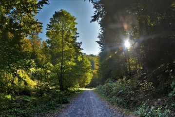 Obraz premium morning in the forest