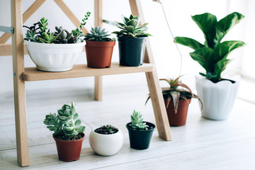 Folding ladder used as shelves for plants against white wall.