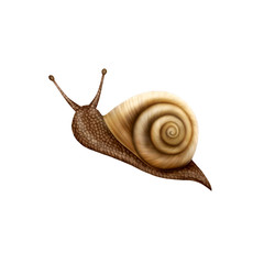 Illustration Snail