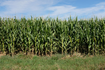 Cornfield - Nature view - Agriculture