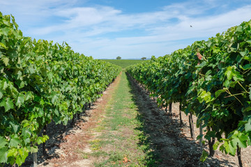 Fototapeta na wymiar Vineyard - French wine industry