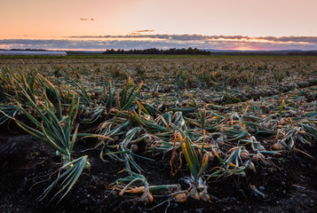 Sweet Onions ready for harvest under late summer sunset in the Black Dirt region of Pine Island, New York