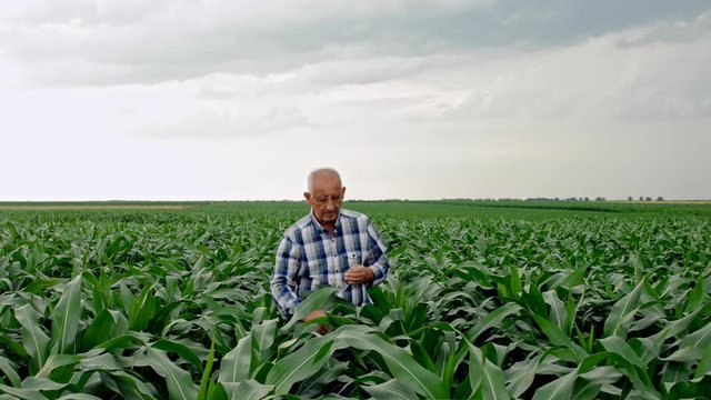 Senior farmer walking in corn field examining crop.