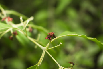 Santalum album plant flower closeup focus shot