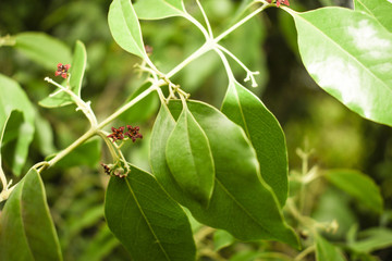 Fototapeta premium Santalum album plant flower closeup focus shot