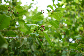 Santalum album plant flower closeup focus shot more leaves background