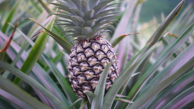 Pineapple plantation and close up in the farm
