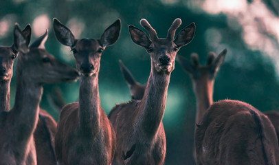 Red deer stag between herd of females in evening sunlight.