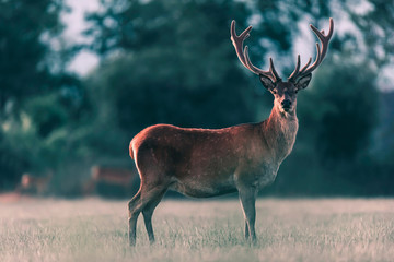 Red deer stag in meadow in evening sunlight.