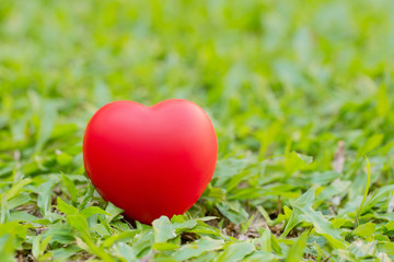 Obraz na płótnie Canvas red heart placed on a green grass.Valentines Day concept.World Heart Day.Nature reserve