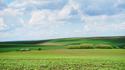 landscape with green field and blue sky