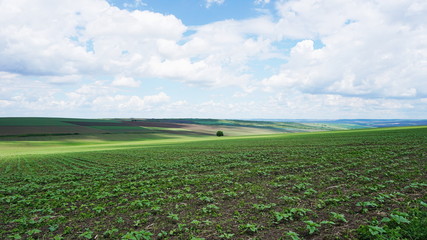 green field and blue sky