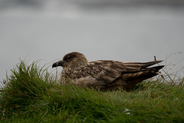 The great skua on Runde Island, Norway.