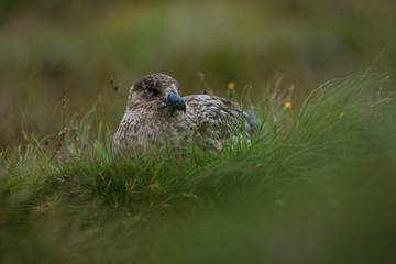 The great skua on Runde Island, Norway.