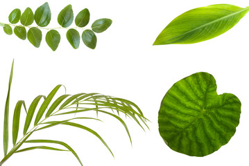 plant leaf over white background