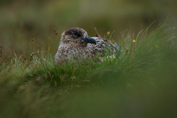 The great skua on Runde Island, Norway.