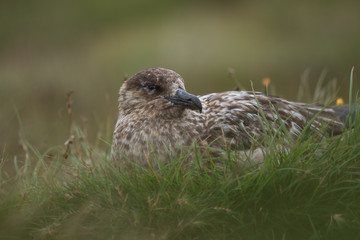 The great skua on Runde Island, Norway.