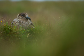 The great skua on Runde Island, Norway.