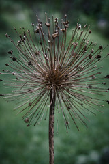 Porcupine like plant close up photo