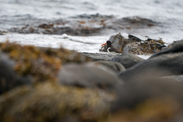 Oystercatcher on the shore of Runde island.