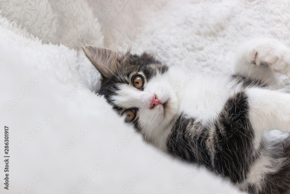 Wall mural close up of norwegian forest cat kitten on white blanket	