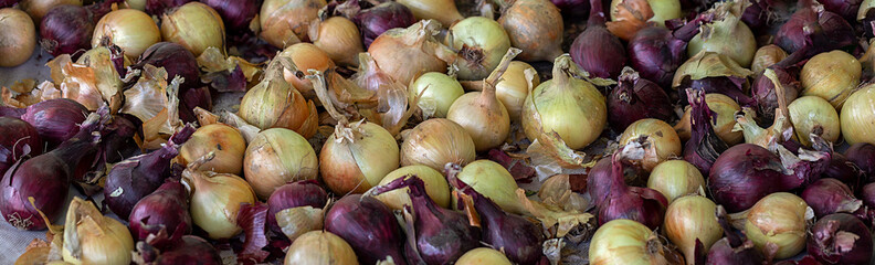 Healthy organic food. Fresh harvest of onion. Vegetables background, panoramic banner