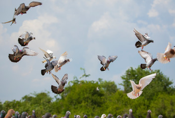 flock of speed racing pigeon brid flying © stockphoto mania