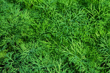 Dill Plant. Organic green dill herb. Ingredient for cooking various dishes. Dill сloseup.