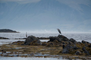 Fototapeta na wymiar Grey heron on the shore of Runde island in Norway.