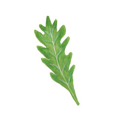watercolor illustration of arugula leaf on white