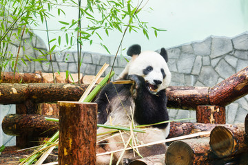 Obraz premium Funny big Panda sitting on the logs and eating bamboo. Panda in the Moscow zoo, Russia.