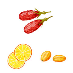 Vector illustration of fruit and dried logo. Set of fruit and food stock symbol for web.