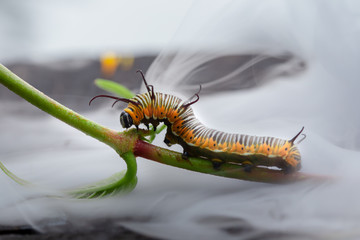 Macro photo of a monarch caterpillar in the fog