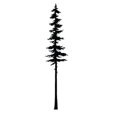 Tree Tribal Pine Sihouette